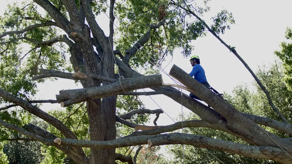 Professional Hazardous Tree Removal performed by certified arborists in Fort Gaines